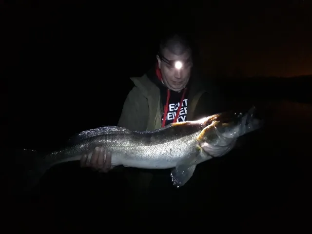 Zander