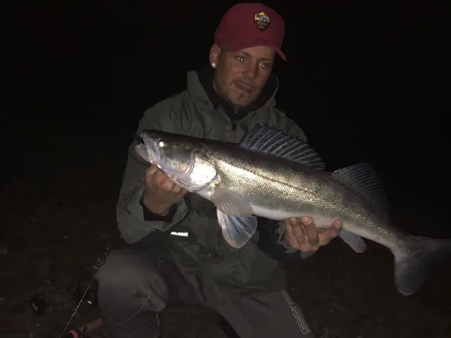 Zander