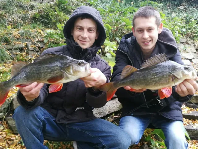Flussbarsch