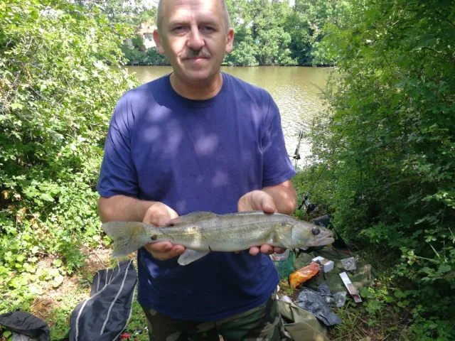 Zander