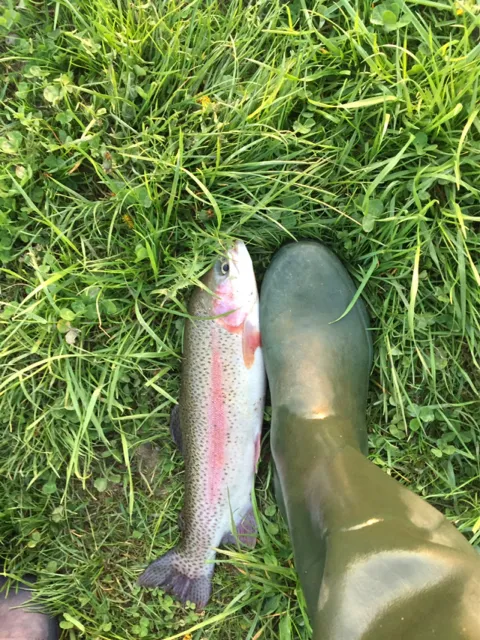 Regenbogenforelle