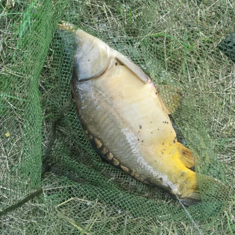 Karpfen