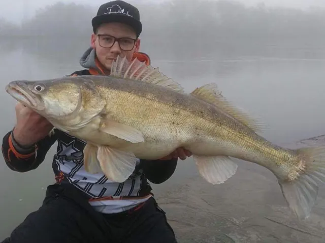 Zander