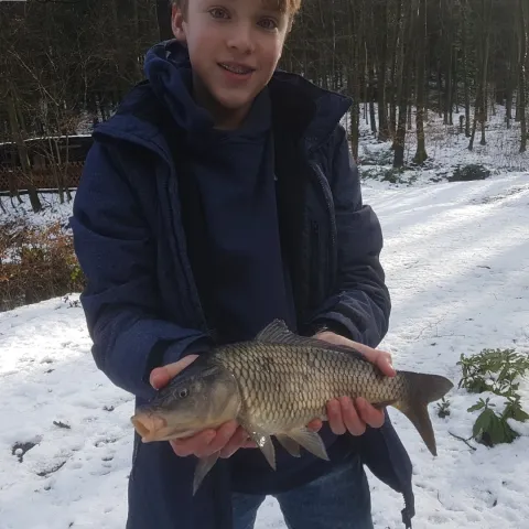 Karpfen