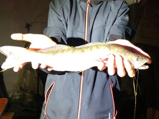 Zander