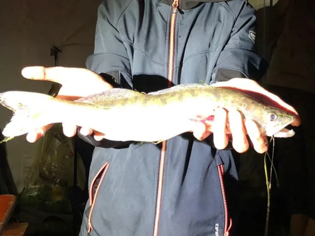 Zander