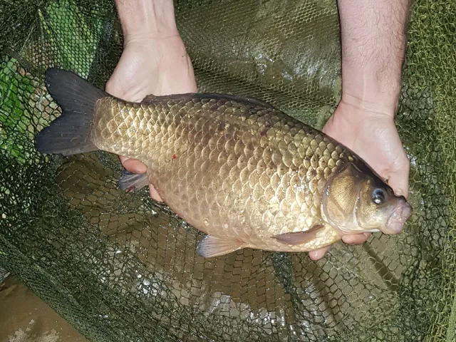 Karausche