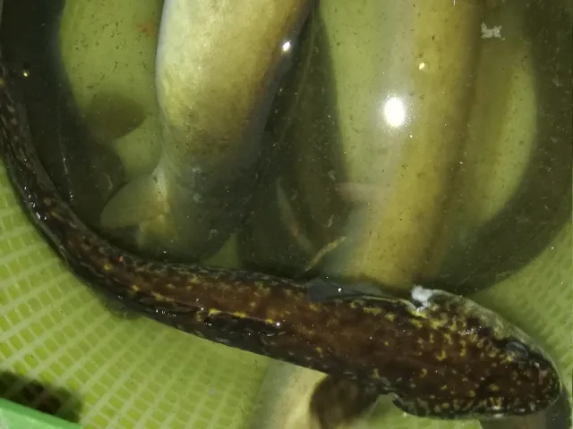 Aal