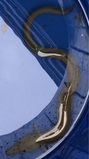 Aal
