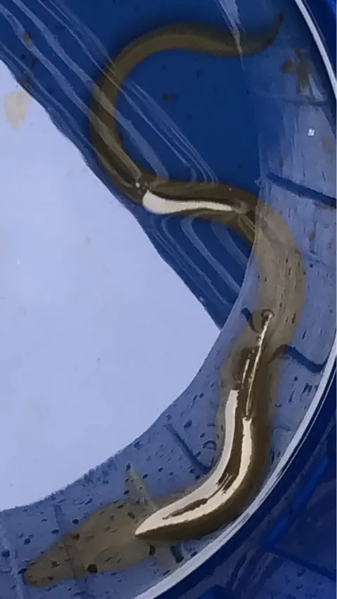 Aal