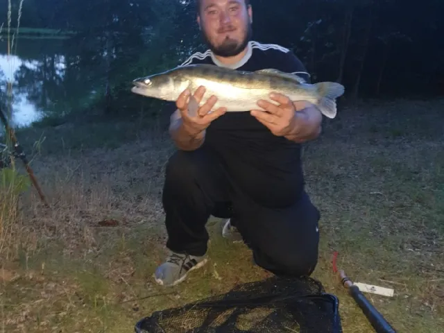 Zander