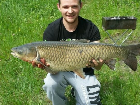 Graskarpfen