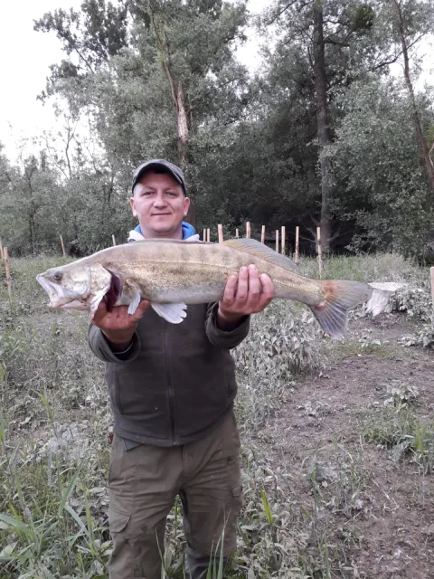 Zander