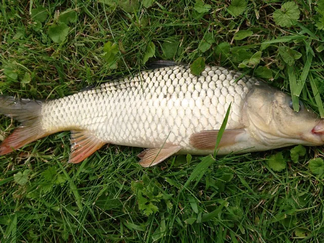 Karausche