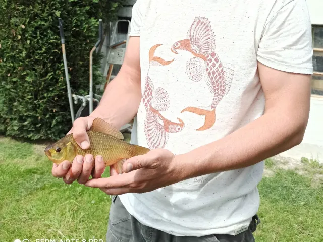 Karausche