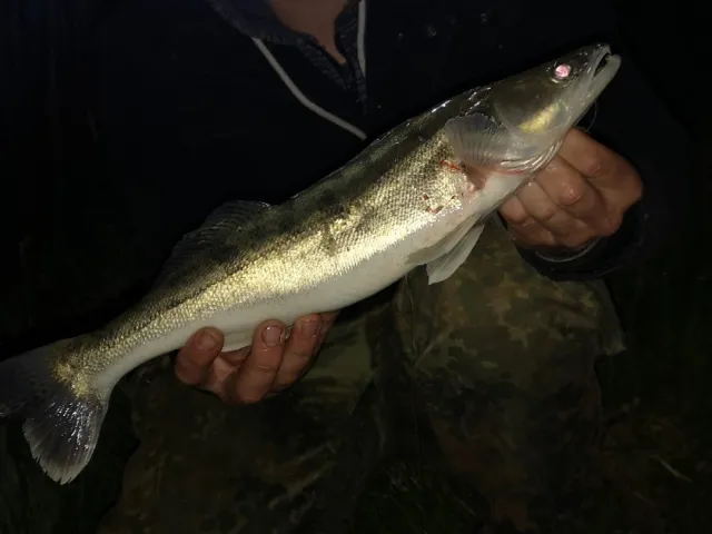 Zander