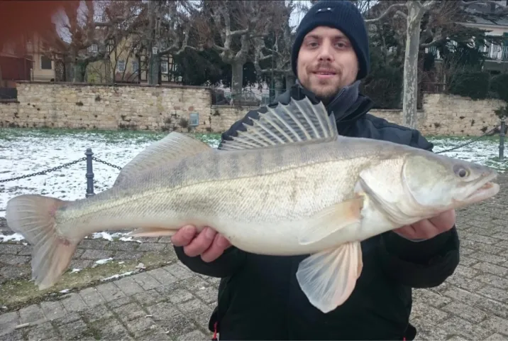 Zander