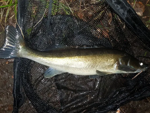 Zander