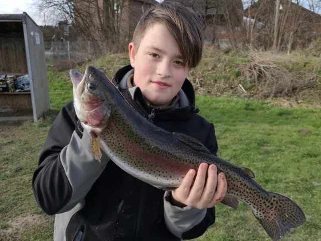 Regenbogenforelle