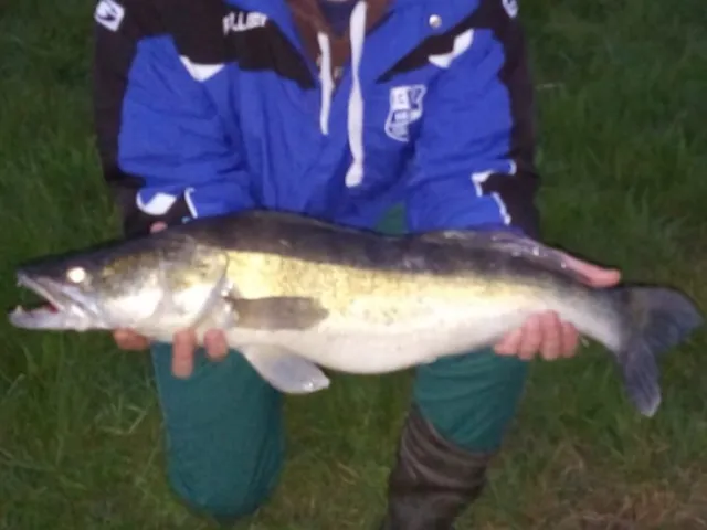 Zander