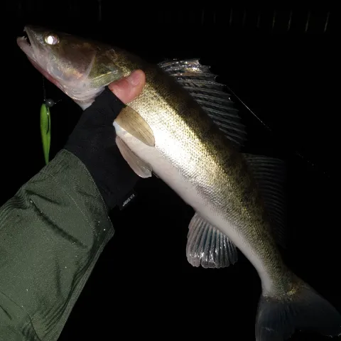 Zander