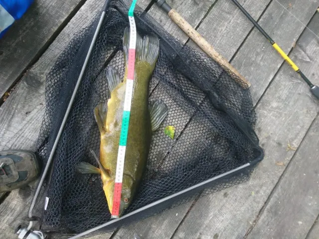 Schleie