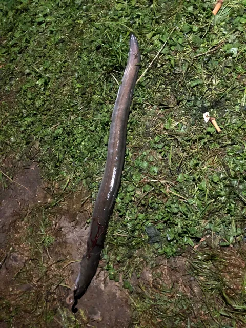 Aal