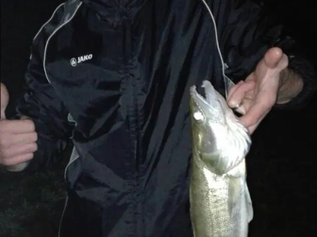 Zander