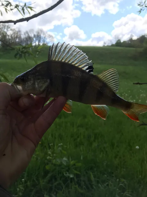 Flussbarsch