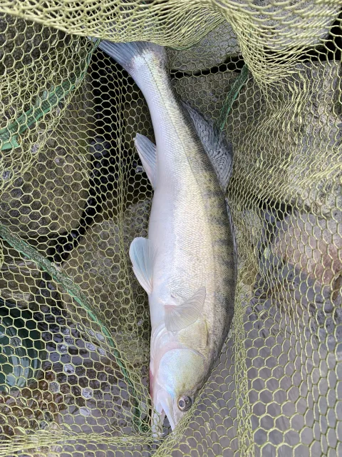 Zander