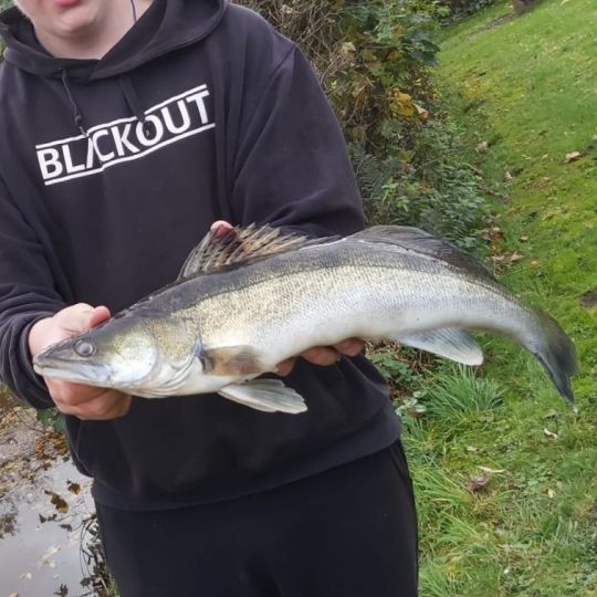 Zander