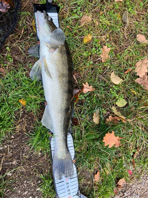 Zander