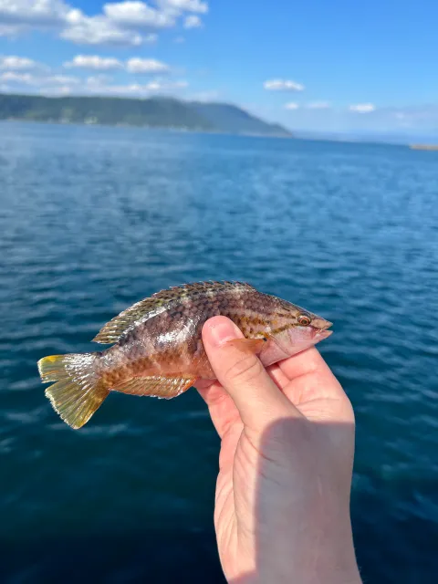 Lippfisch