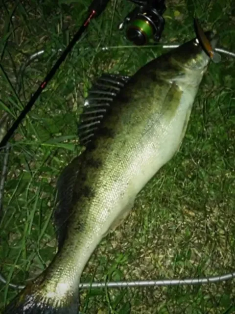 Zander