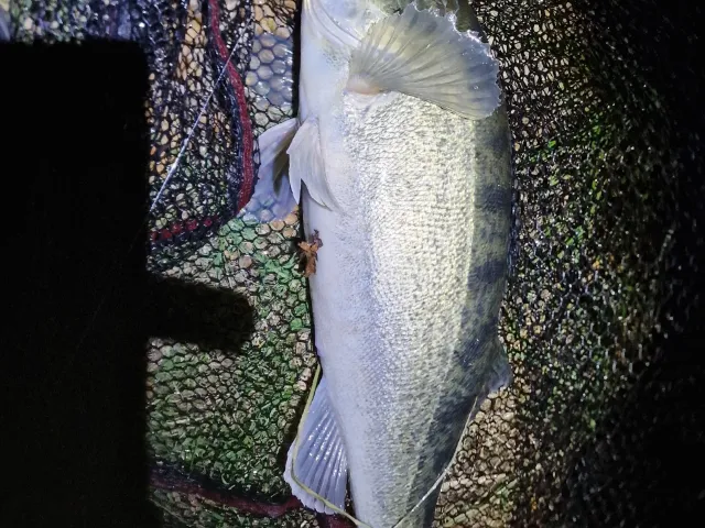 Zander