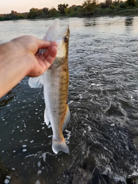 Zander