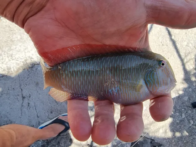 Lippfisch