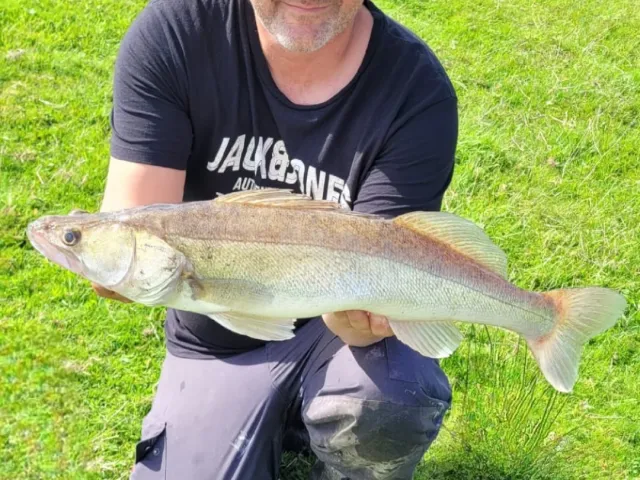 Zander