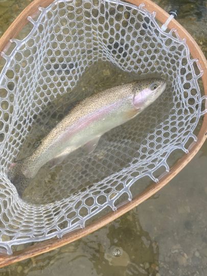 Regenbogenforelle