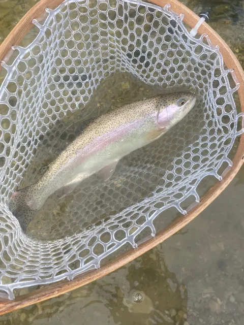 Regenbogenforelle
