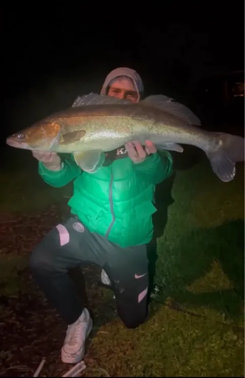 Zander