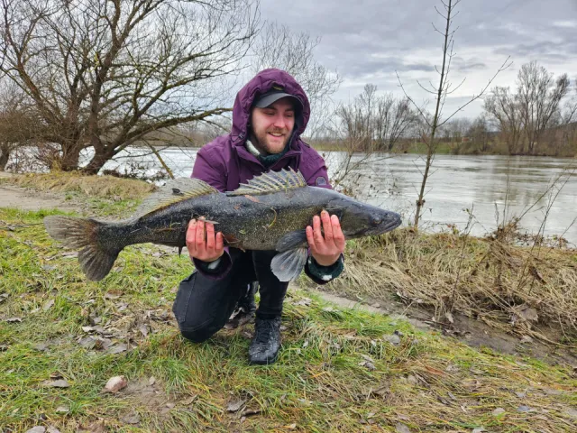 Zander
