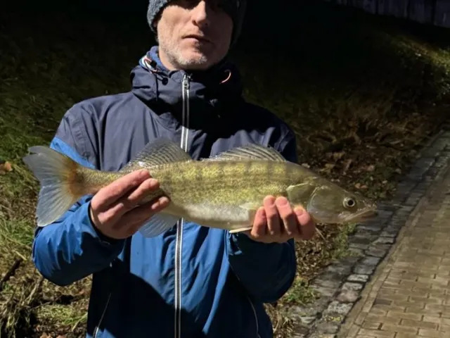 Zander