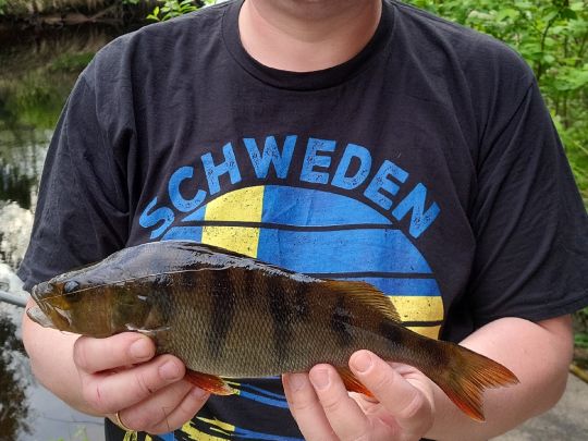 Flussbarsch