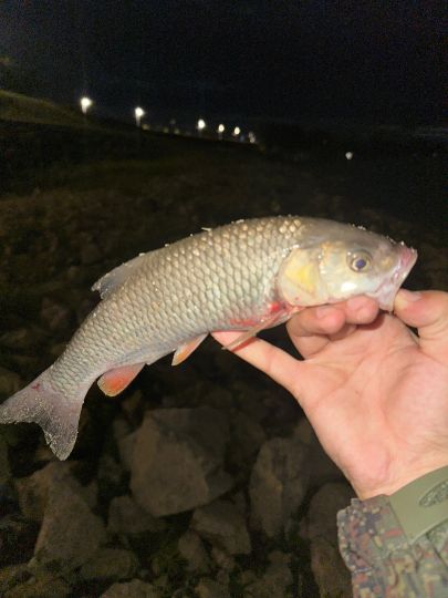 Döbel