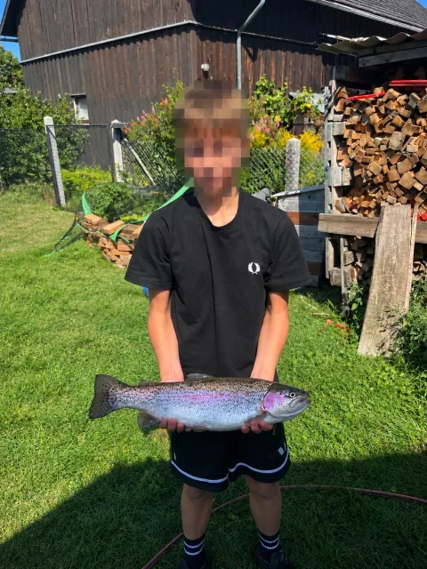 Regenbogenforelle