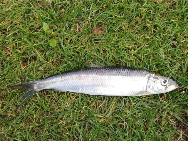 Hering