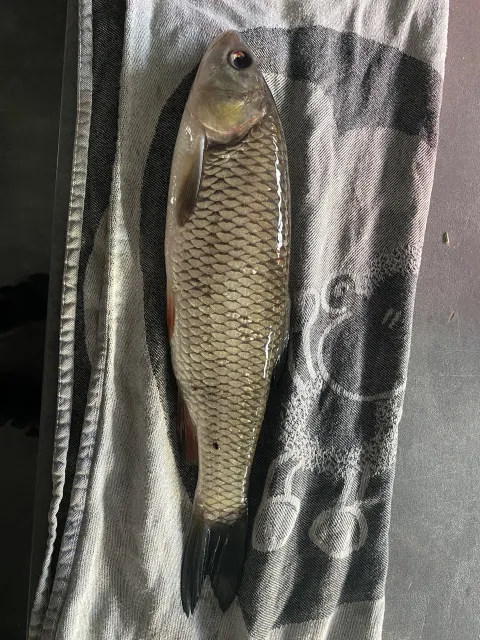 Döbel