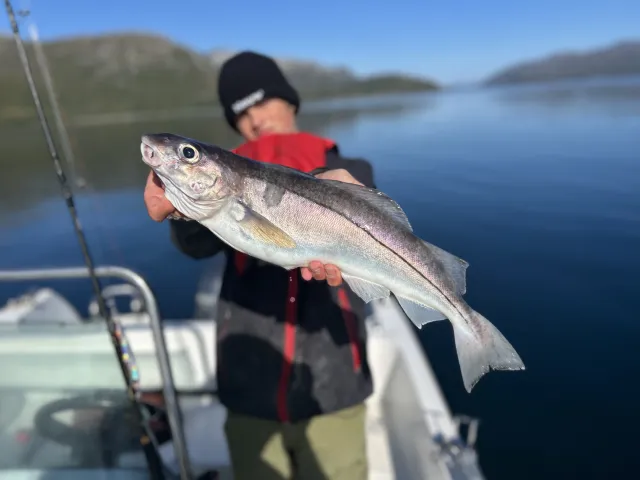 Schellfisch