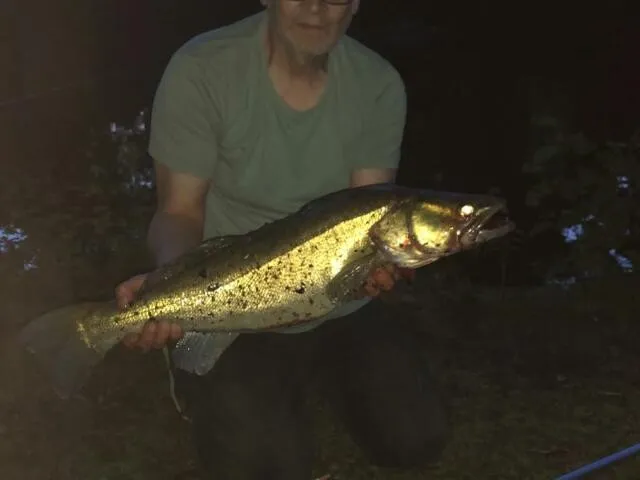 Zander
